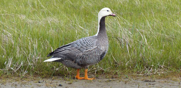 Emperor Goose. Photo Kristine Sowl, USFWS