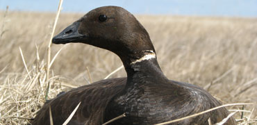 Pacific Brant Goose. Photo: USFWS