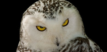 Snowy owl: Berndt Vorwald/Shutterstock.com