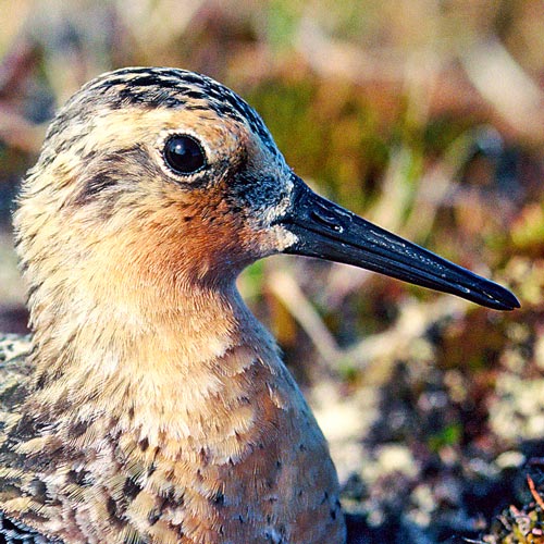 Arctic Migratory Birds Initiative (AMBI)