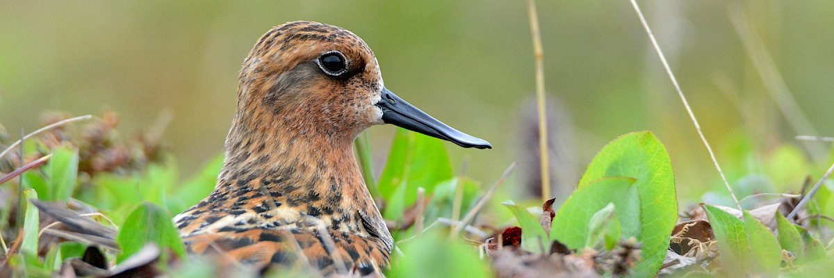 Spoon-billed Sandpiper