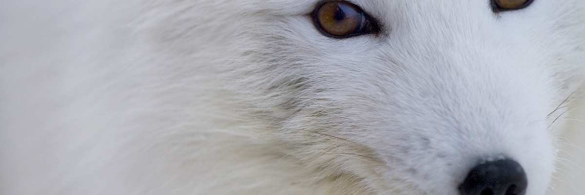 Arctic fox © Carsten Egevang/Shutterstock.com Arctic fox