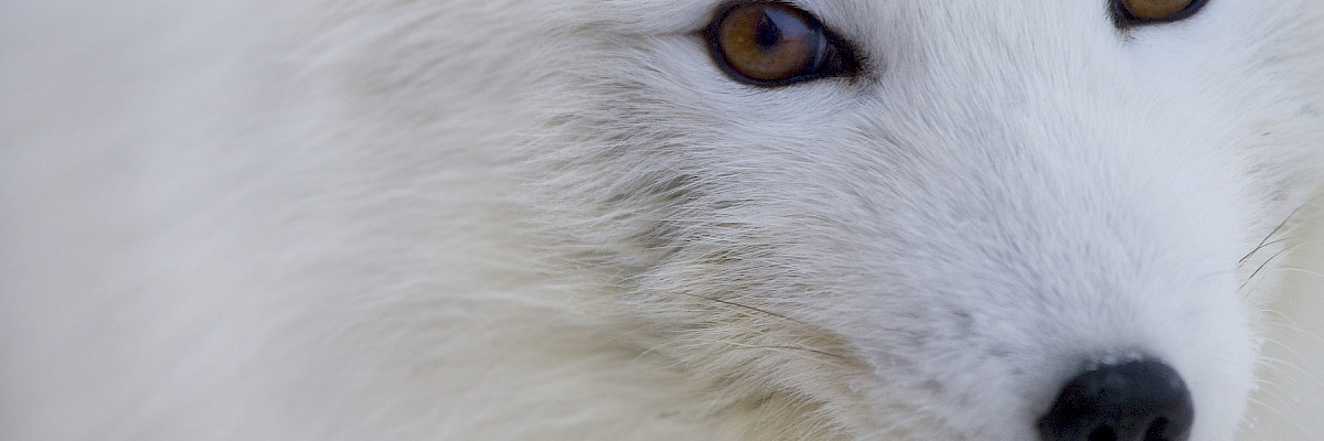 Arctic fox