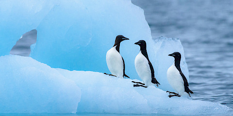 Thick-billed Murres