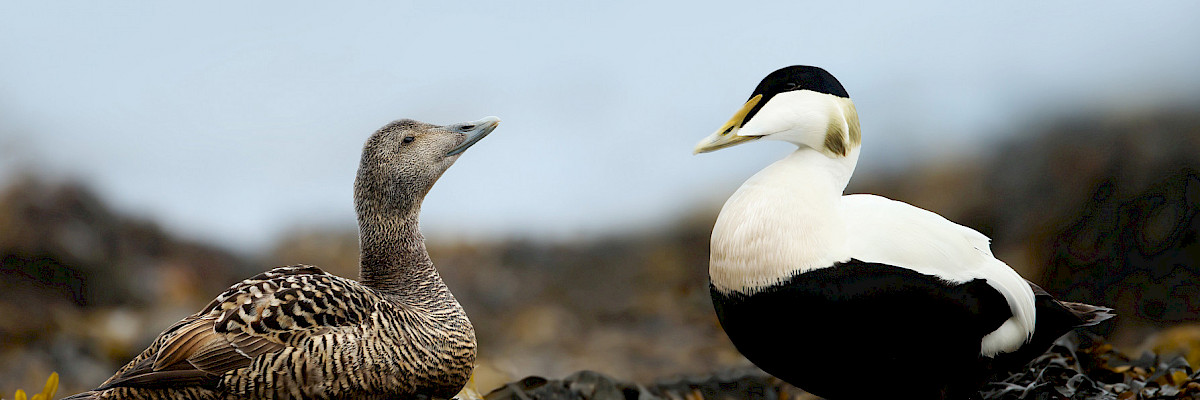 Female and male Common Eider