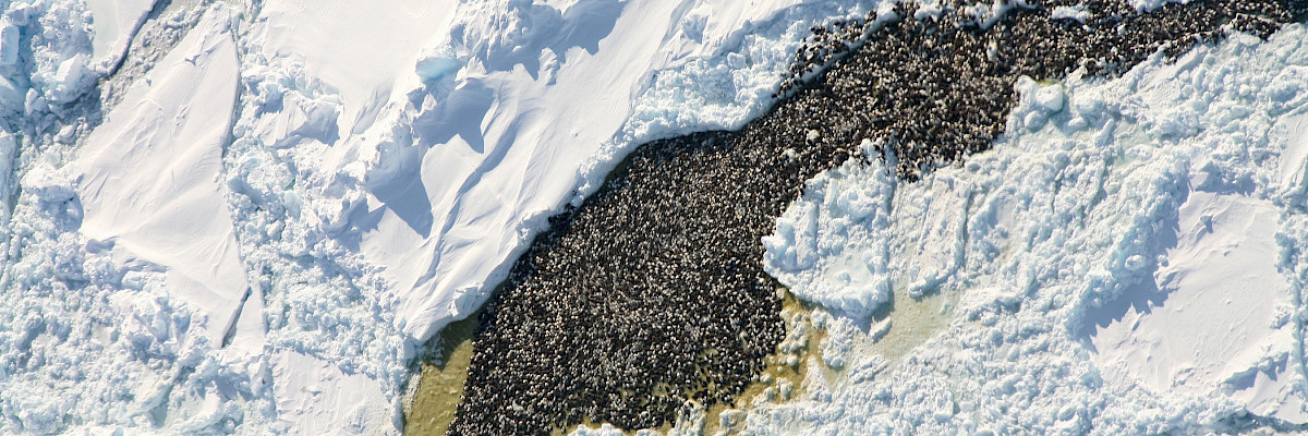 Eiders in polynya