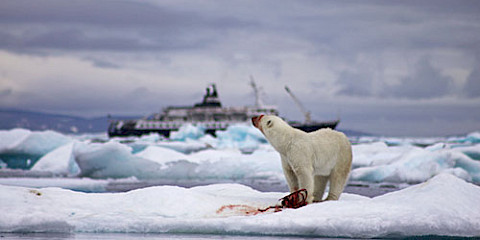 Polar bear feeding with ship in background