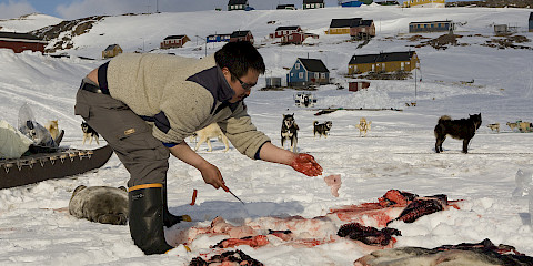 Inuit man cutting up seal in Greenland