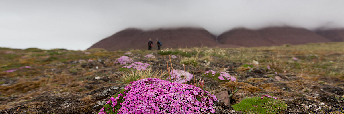 Saxifraga oppositifolia