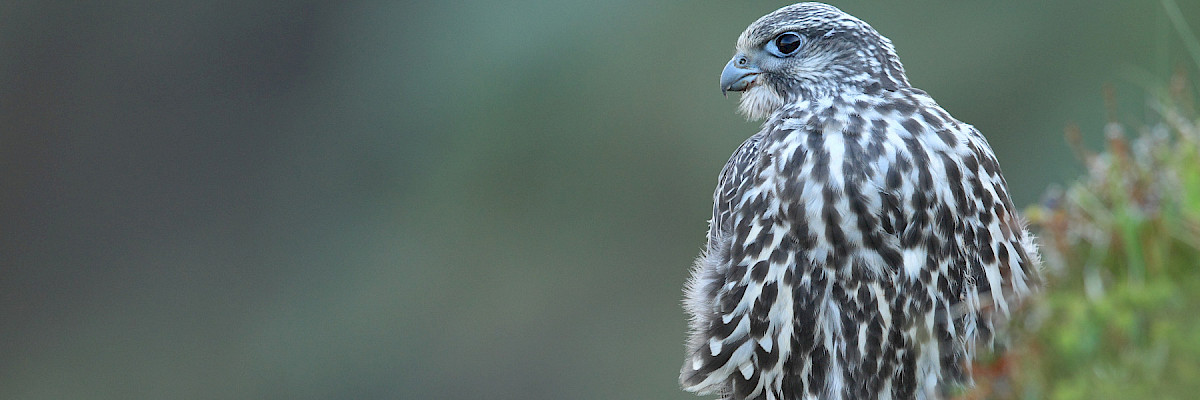 Gyrfalcon