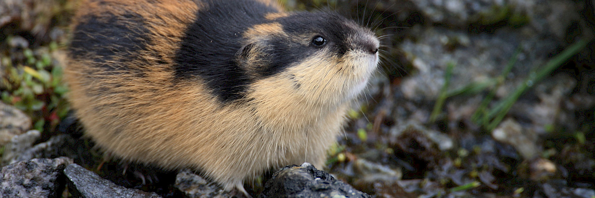 Lemming