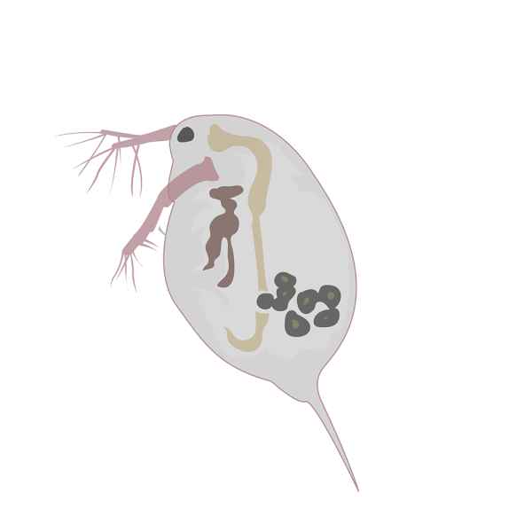 Daphnia longispina