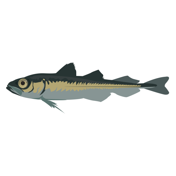 Polar cod, Boreogadus saida