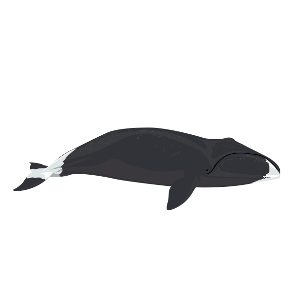 Bowhead whale