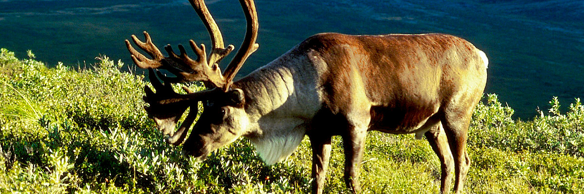 Porcupine caribou © Dan Biggins, USFWS Porcupine caribou