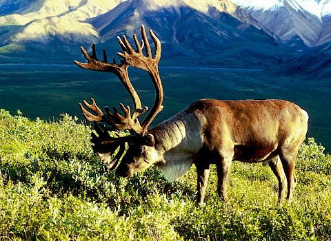 Porcupine caribou